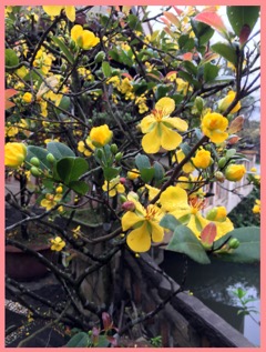 fleurs d'abricotier du Têt du Sud