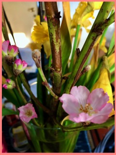 Fleurs de pécher pour le Têt au Nord Viet Nam